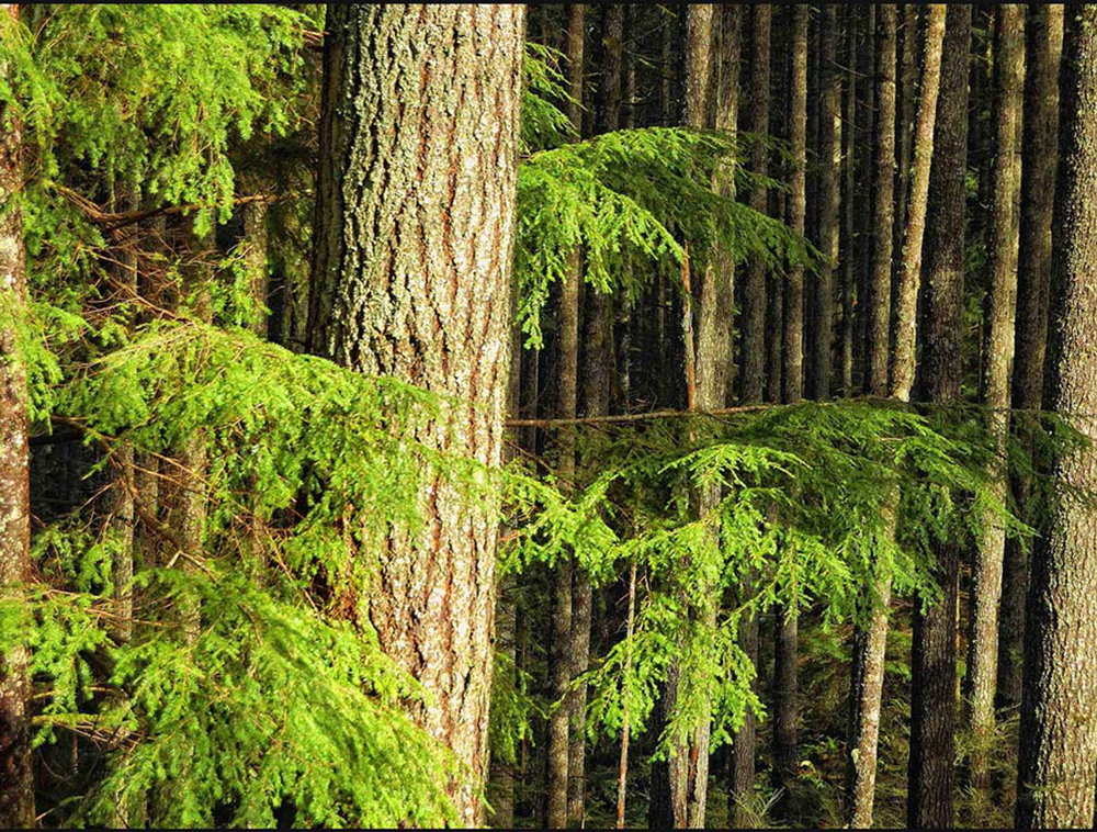 Western Hemlock forest
